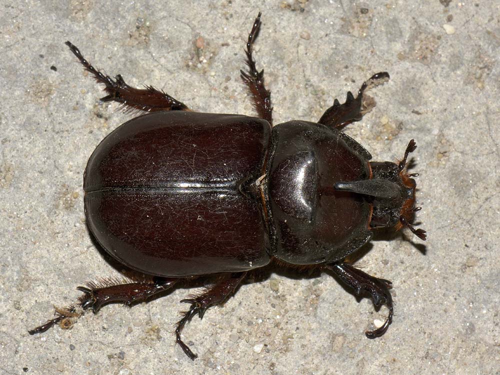 Oryctes nasicornis